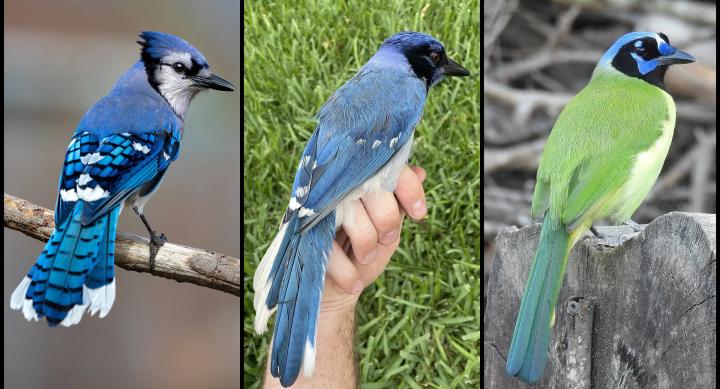 The first panel depicts a male blue jay. The third panel depicts a female green jay, with green wings. The second panel depicts the rare hybrid bird, which has blue feathers and resembles the shape of the green jay.