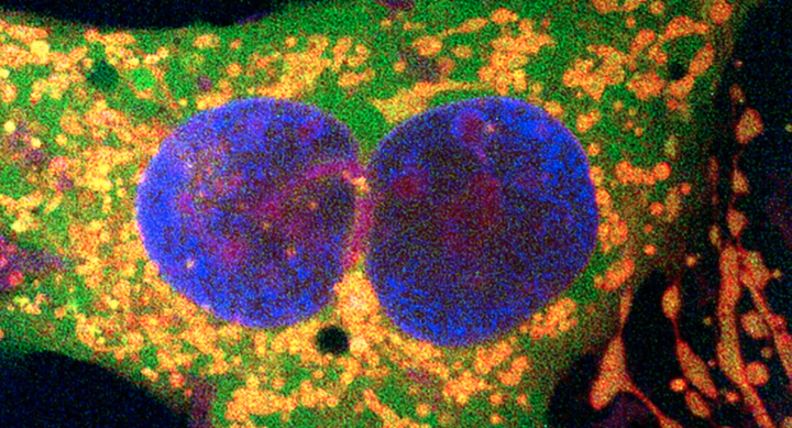 genes research map