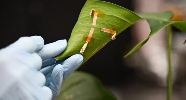 A gloved hand folds over a leaf covered in brown strips.