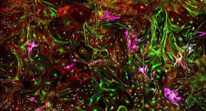 Red, pink, and green tendrils swirl around in an abstract image.